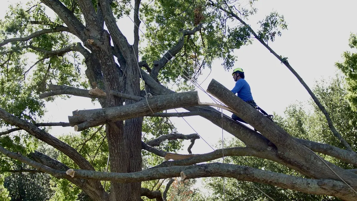 Professional Crown Thinning performed by certified arborists in Hastings